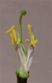  Pistil and Stamens
